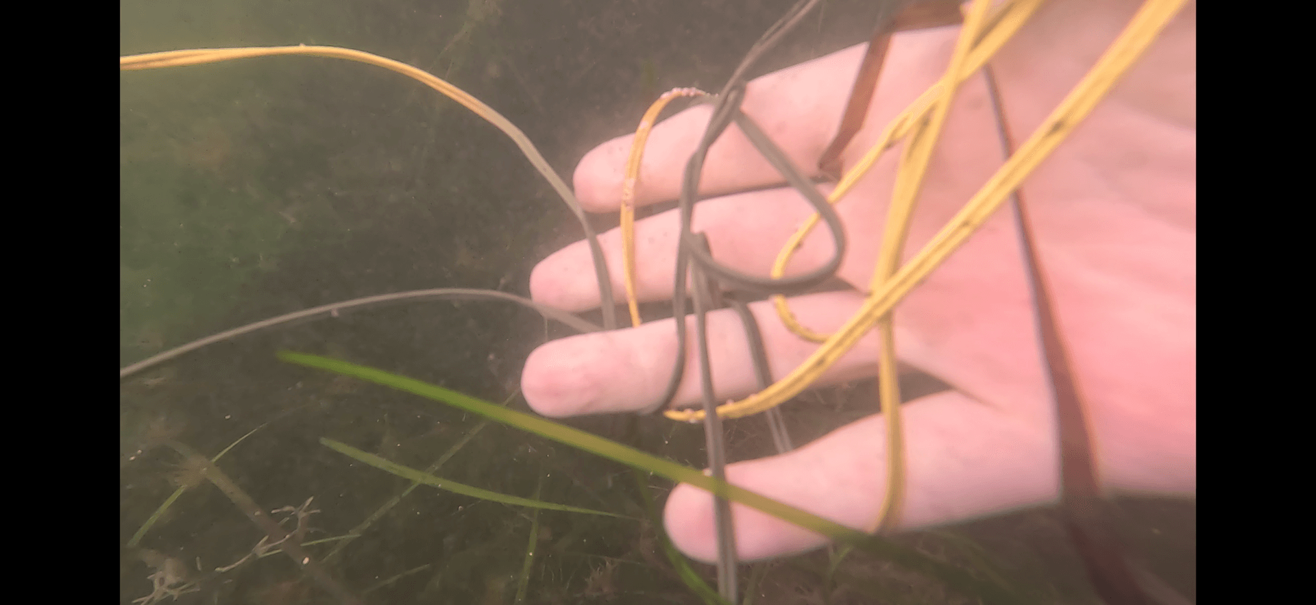 Wires and fireworks debris found underwater beneath the SeaWorld fireworks barge